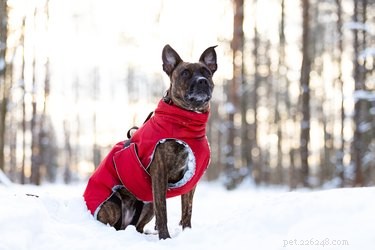 How to Keep Your Dog Safe and Comfortable When They Hate Cold Weather Walks