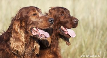 Understanding Why Dogs Pant When Excited: The Science Behind Their Cooling Mechanism