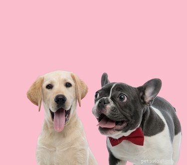 Understanding Why Dogs Pant When Excited: The Science Behind Their Cooling Mechanism