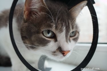 Can Cats Detect When Their Feline Companions Are Ill?