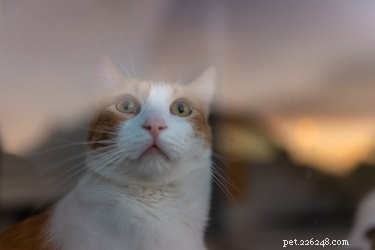Can Cats Detect When Their Feline Companions Are Ill?