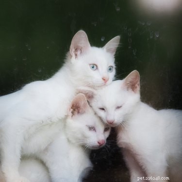 Can Cats Detect When Their Feline Companions Are Ill?