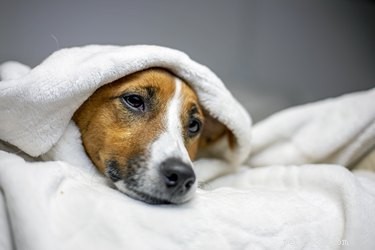 What Emotions Do Dogs Truly Experience? A Scientific Overview