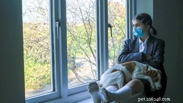 What Emotions Do Dogs Truly Experience? A Scientific Overview