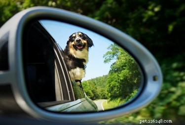 Why Dogs Bark at Mirrors: Understanding Their Reflexive Response