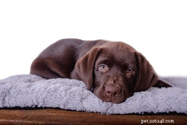 Can Dogs Truly Recognize Their Own Cuteness? Exploring the Science of Playful Behavior