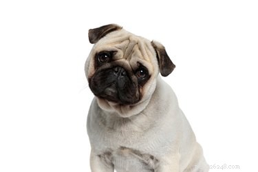 Can Dogs Truly Recognize Their Own Cuteness? Exploring the Science of Playful Behavior