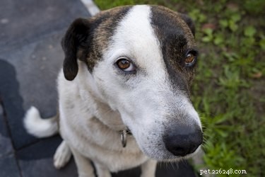 Can Dogs Truly Recognize Their Own Cuteness? Exploring the Science of Playful Behavior