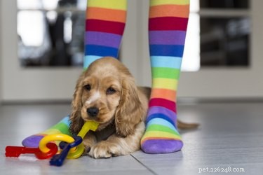 Why Do Dogs Put Their Toys on Your Feet and Chew Them?