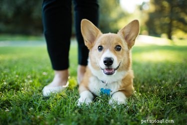 Why Do Dogs Put Their Toys on Your Feet and Chew Them?