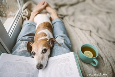 Why Do Dogs Put Their Toys on Your Feet and Chew Them?