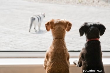 Why Dogs Chase Cats: Instincts, Behavior, and Building Harmony