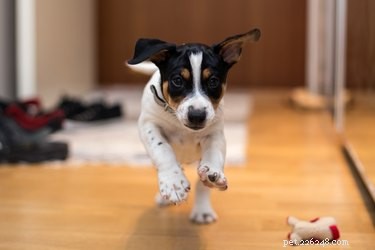 Why Dogs Chase Cats: Instincts, Behavior, and Building Harmony