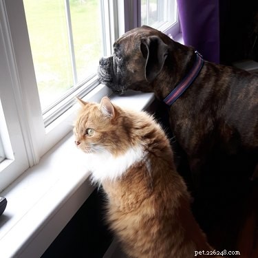 Why Dogs Chase Cats: Instincts, Behavior, and Building Harmony