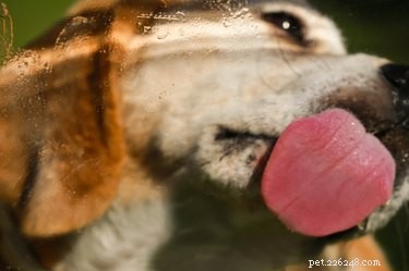 Why Your Dog Licks Your Feet: Understanding Their Behavior