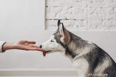 Why Do Dogs Lick You After a Shower? The Science Behind Their Behavior