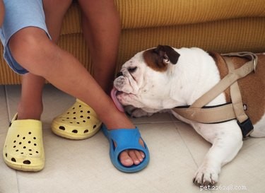 Why Do Dogs Lick You After a Shower? The Science Behind Their Behavior