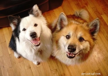 How Dogs Teach Each Other: The Science Behind Social Learning in Canine Pairs