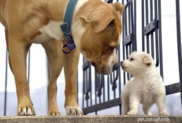 How Dogs Teach Each Other: The Science Behind Social Learning in Canine Pairs