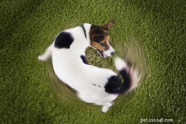 Understanding Why Dogs Chase Their Tails: Causes, Signs, and What to Do