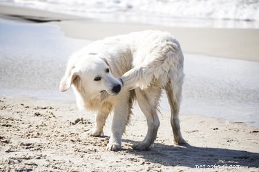 Understanding Why Dogs Chase Their Tails: Causes, Signs, and What to Do