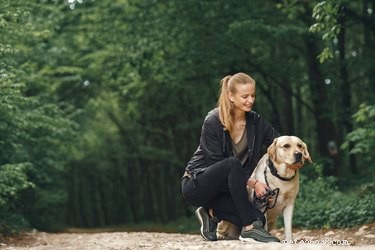 How to Spot Stress in Your Dog (And How to Help Them Heal)