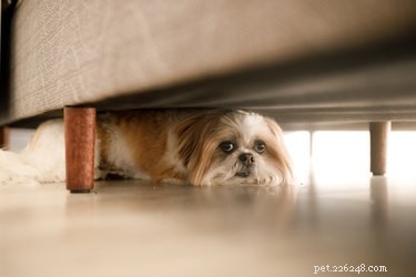 How to Spot Stress in Your Dog (And How to Help Them Heal)
