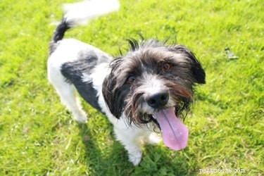 What Tail Wagging Really Indicates About Your Dog’s Mood