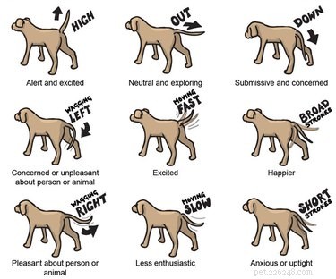 What Tail Wagging Really Indicates About Your Dog’s Mood