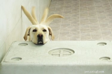 What Tail Wagging Really Indicates About Your Dog’s Mood