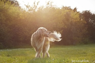What Tail Wagging Really Indicates About Your Dog’s Mood