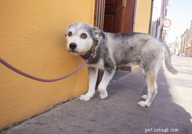 What Tail Wagging Really Indicates About Your Dog’s Mood