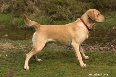 What Tail Wagging Really Indicates About Your Dog’s Mood