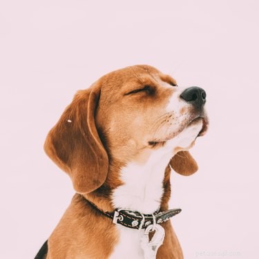 Decompression Walks (Scent Walks): How They Boost Your Dog’s Health and Well‑Being