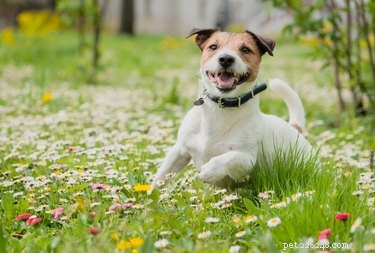 Understanding Your Dog s Bug-Eating Behavior: Causes, Risks, and Prevention