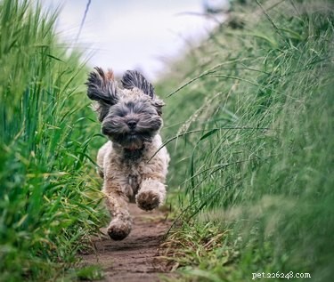 Understanding Your Dog s Bug-Eating Behavior: Causes, Risks, and Prevention