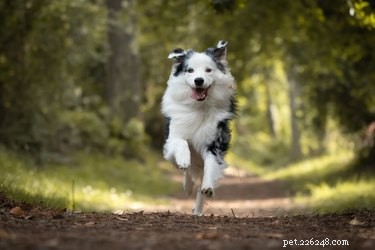 Understanding Your Dog s Bug-Eating Behavior: Causes, Risks, and Prevention