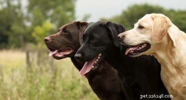 Maintaining Harmony: Expert Tips for Managing Multiple Dogs