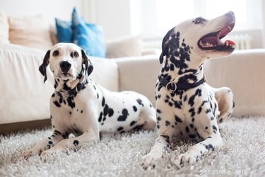 Maintaining Harmony: Expert Tips for Managing Multiple Dogs