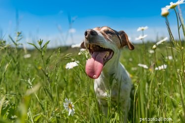 Decoding Your Dog s Smiles and Panting: What the Signals Really Mean