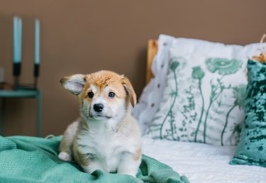 Why Is My Puppy Biting My Feet? Understanding and Correcting This Behavior