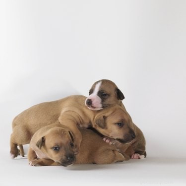 The Science Behind Puppies Sleeping in Cozy Piles