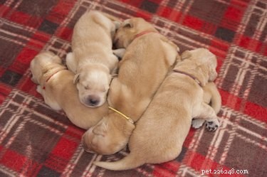 The Science Behind Puppies Sleeping in Cozy Piles