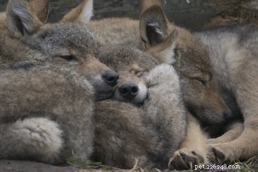 The Science Behind Puppies Sleeping in Cozy Piles