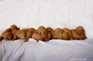 The Science Behind Puppies Sleeping in Cozy Piles
