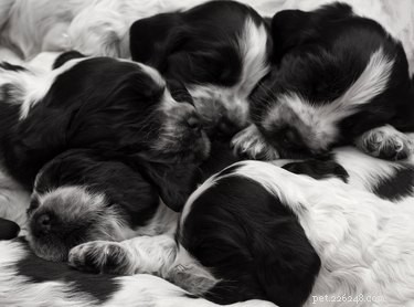 The Science Behind Puppies Sleeping in Cozy Piles