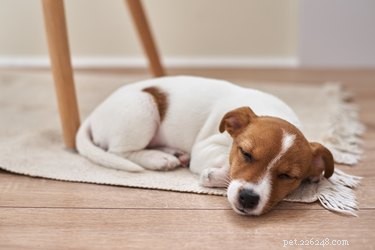 Why Won’t My Dog Cuddle With Me? Understanding Your Dog’s Love Language