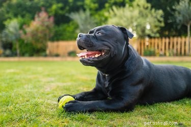 Decoding Your Dog’s Body Language: What They’re Really Saying