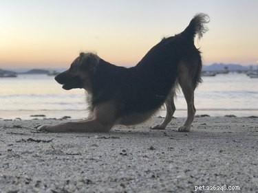 Decoding Your Dog’s Body Language: What They’re Really Saying