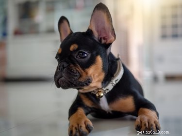Decoding Your Dog’s Body Language: What They’re Really Saying